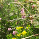 Wild-flowers
