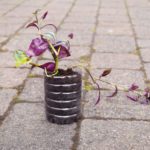 houseplants-and-wellbeing-student-giveaway
