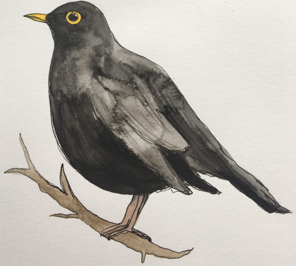 Illustration of a blackbird on a brown branch