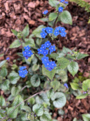 Greater Forget-Me-Not in the Cathedral's Ecogarden.