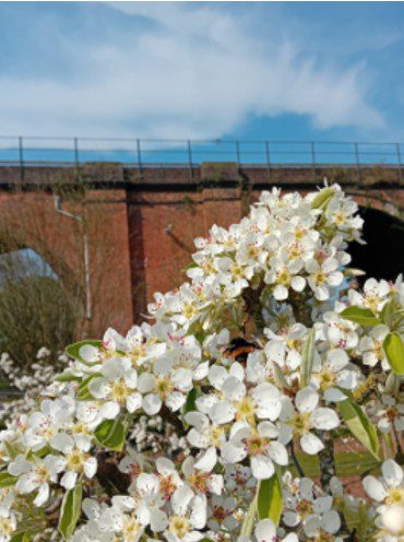 photograph on pear tree blossom, The Hive library with a view of the railway viaduct in the background