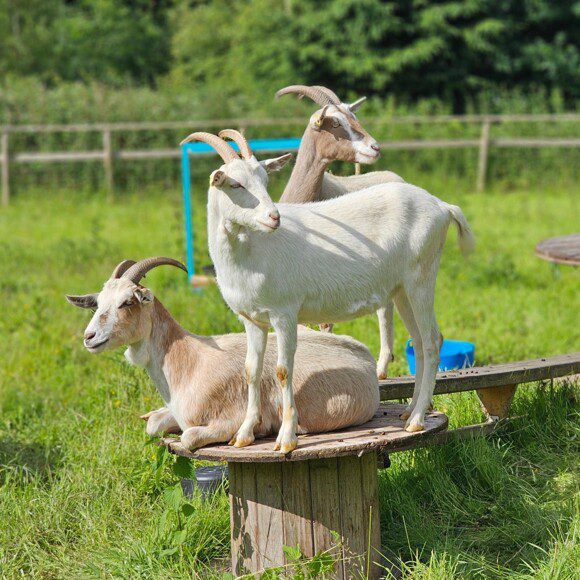 Rescued goats resting peacefully outdoors at Wolverley Animal Centre